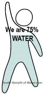 Water in Human Body