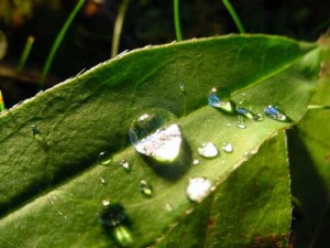 drops-of-water-on-leaves-ws