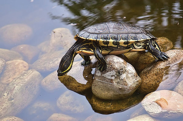 Turtle drinking water in a pond